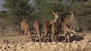 Cubitje Quap Waterhole - Kgalagadi - January 2018