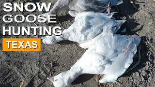 Some Early Snow In The Forecast | GEESE Hunting In TEXAS