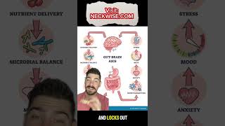 Brain gut axis | Gut health | Salt Lake City upper cervical