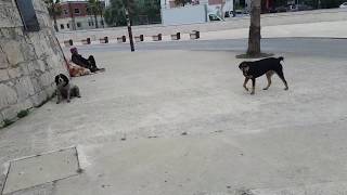 Pitbull vs 2 street dogs