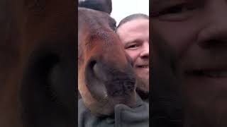 Roxy the draft horse giving kisses