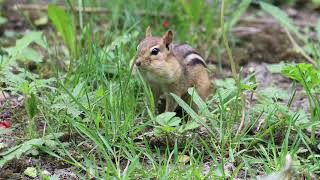 Foraging Eastern Chipmunk, Colonel Samuel Smith Park, 05/23/21