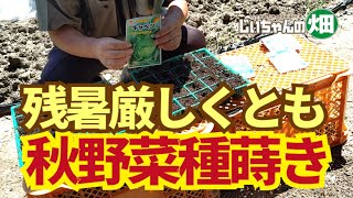 家庭菜園、秋野菜種蒔きのポイント。この秋冬は野菜が品薄になりそうなので、種まきから時間差栽培することにしました。【徒長対策】【水やり】【育苗】9/2