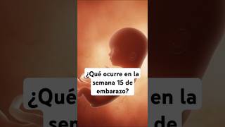 🤔 ¿Qué ocurre en la semana 15 de embarazo? 🤰 Síntomas y desarrollo del bebé