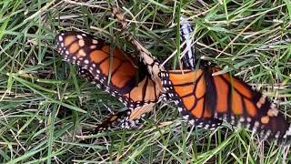 Bird Feeder Watch: Monarch Butterflies Mating