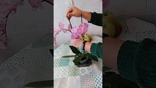 Supporting Orchid Flowers