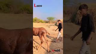 lakhi kathiyawadi vaseri #shorts #viral #horse #subscribe #horseriding