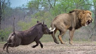 Warthog fight back lion #wildlife #animals