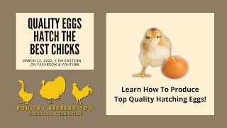 How To Produce High Quality Hatching Eggs