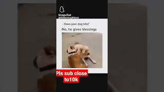 dog gives blessings meme🔥🔥🤣🤡