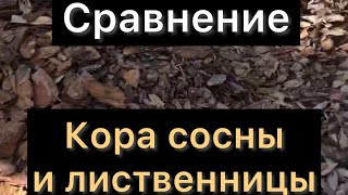 Сравнение коры сосны и лиственницы (2-6 и 6-1 см) Баркинвуд Мульча