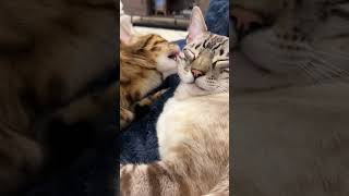 snow lynx bengal getting groomed