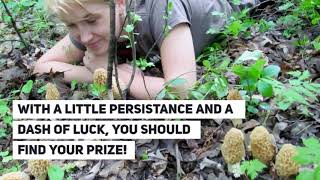 Foraging for Morel Mushrooms, Wild Mushrooms & More | Visit Grand Rapids, MN