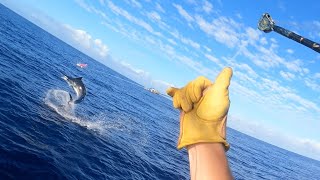 NEW Blue marlin Episodes coming soon on Waterman Channel #fish #bluemarlin #shorts  #marlin #hawaii