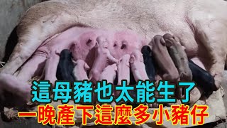 這母豬也太能生了！一晚就產下10只小豬崽，可把豬媽媽累壞了【人世間】