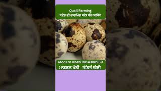 Quail Farming | ਬਟੇਰ ਦੀ ਫਾਰਮਿੰਗ | बटेर की फार्मिंग | Modern Kheti