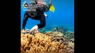 paket tour snorkeling pulau menjangan bali barat.info w/call.082302028375