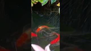 Just another crazy edit of my goldfish...