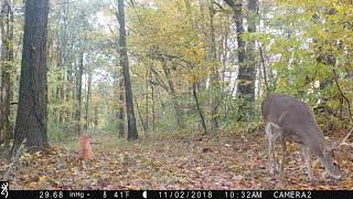 big buck grazing