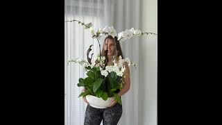 Orchid arrangements for Mother's Day from Viva Orchids of Boca Raton | Available for pre-order