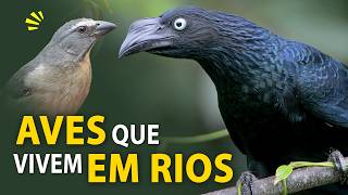 AVES dos RIOS: PASSARINHANDO às margens de um rio no PANTANAL Sul-mato-grossense