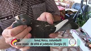 Ionuţ Voicu, columbofil de elită al judeţului Giurgiu (II)