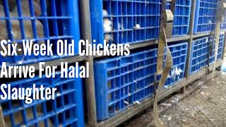 Heartbreaking Scene Of Chickens In Crates On HALAL Slaughter Truck