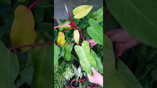 Philodendron Painted Lady #shorts #short #reels #beauty #beautiful #viral #video #plants #garden