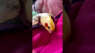 Funny Cockatiel Videos 10 #cockatiel #calopsita #parrot