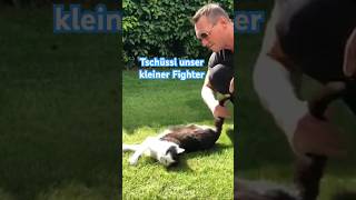 Kater-Kräftemessen 🙀😹lustige Katzenvideos 😻 #shorts #cats