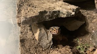 Night time bug watch in my leopard geckos enclosure