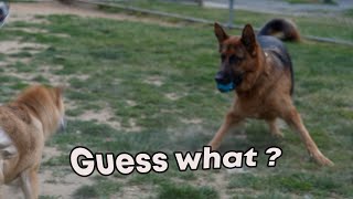 Surprising German Shepherd vs Shiba : Hilarious Showdown