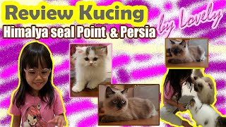 Review Kucing Himalaya Dan Persia