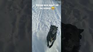 Мне казалось она хорошо знает этот трюк🤣 #dog #mudidog #муди #муди_Фьюкти