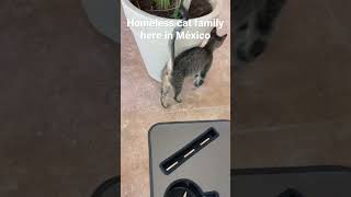 Homeless cat family here in México #expatlife #mexico