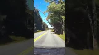 Tree falls in front of a CAR!⚠️😱#dashcam #reddit #crash #car #tree #fails #shorts