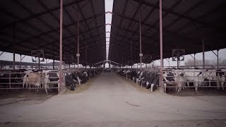 S2 E4: Dairy Alternatives - Rethinking Milk in California and Kenya (Trailer)