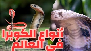 أخطر خمس أنواع من الكوبرا في العالم