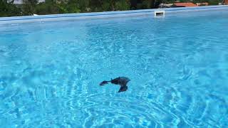 Šišmiš spašen iz bazena. The bat saved from pool