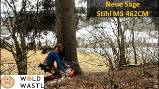 Dicke Fichte mit MS 462CM fällen