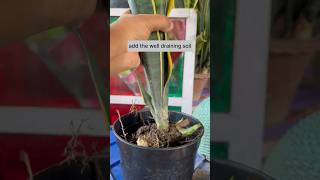 How to repot a snake plant (Sanseveria)|Repotting Snake Plant|#youtubeshorts #shorts#viral#gardening