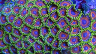 Coralscapes at Elite Reef | zoanthids, duncans, micromussa, favites, palythoas, cyphastrea