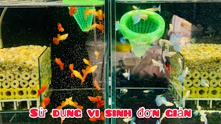 Hổ trợ cá nhanh lớn bằng vi sinh OBIO | Chia sẻ kinh nghiệm nuôi cá Guppy