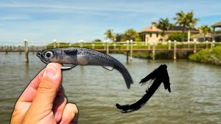 HUGE FISH INHALED THIS SWIMBAIT AT MY FEET! (Saltwater Fishing)