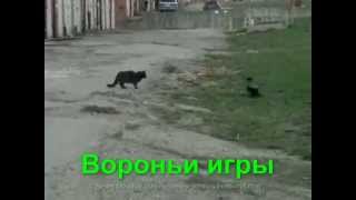 Вороньи игры