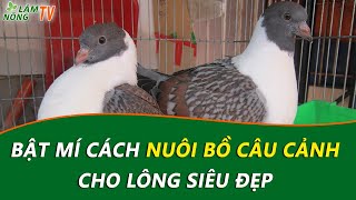 Hướng dẫn Nuôi Chim Bồ Câu Cảnh Hiệu Quả Nhất | Kinh nghiệm Nuôi Bồ Câu Kiểng