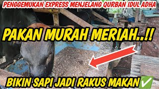 Resep Pakan Comboran Murah Penggemukan Sapi Express Persiapan Lebaran Qurban Idul Adha 2024