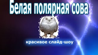 Полярная белая сова