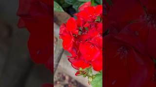 Red Beauty Geraniums flowers || Home Gardening | #flowers #gardening #youtubeshorts