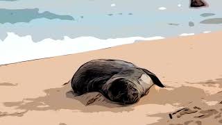 The Monk Seal and The Surfer